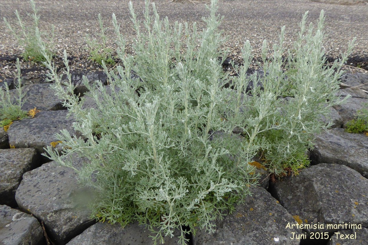 Полынь обыкновенная сухая