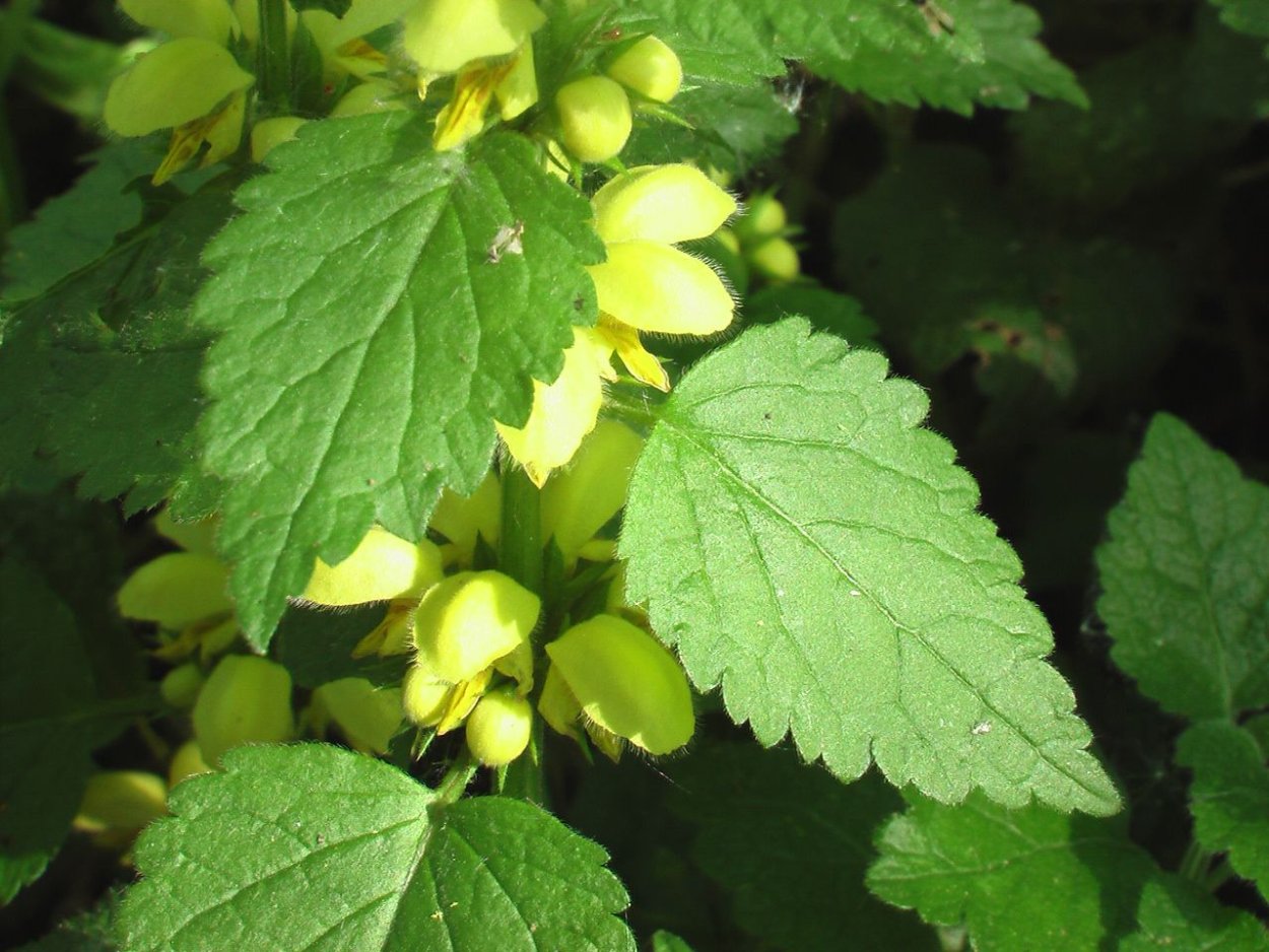 Яснотка зеленчуковая