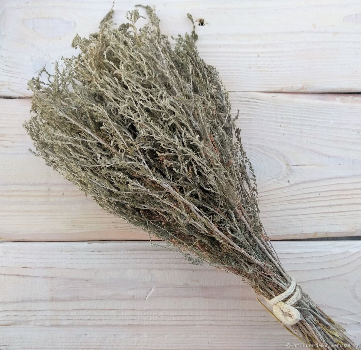 Полынь Людовика Силвер Квин