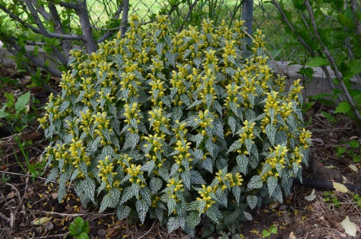 Яснотка Roseum