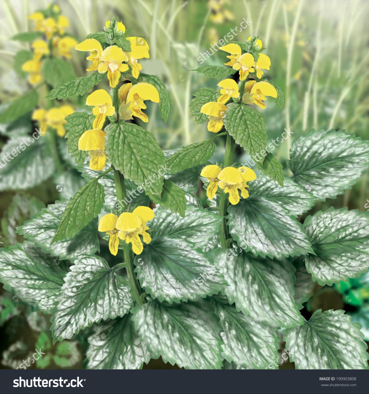 Яснотка Флорентинум