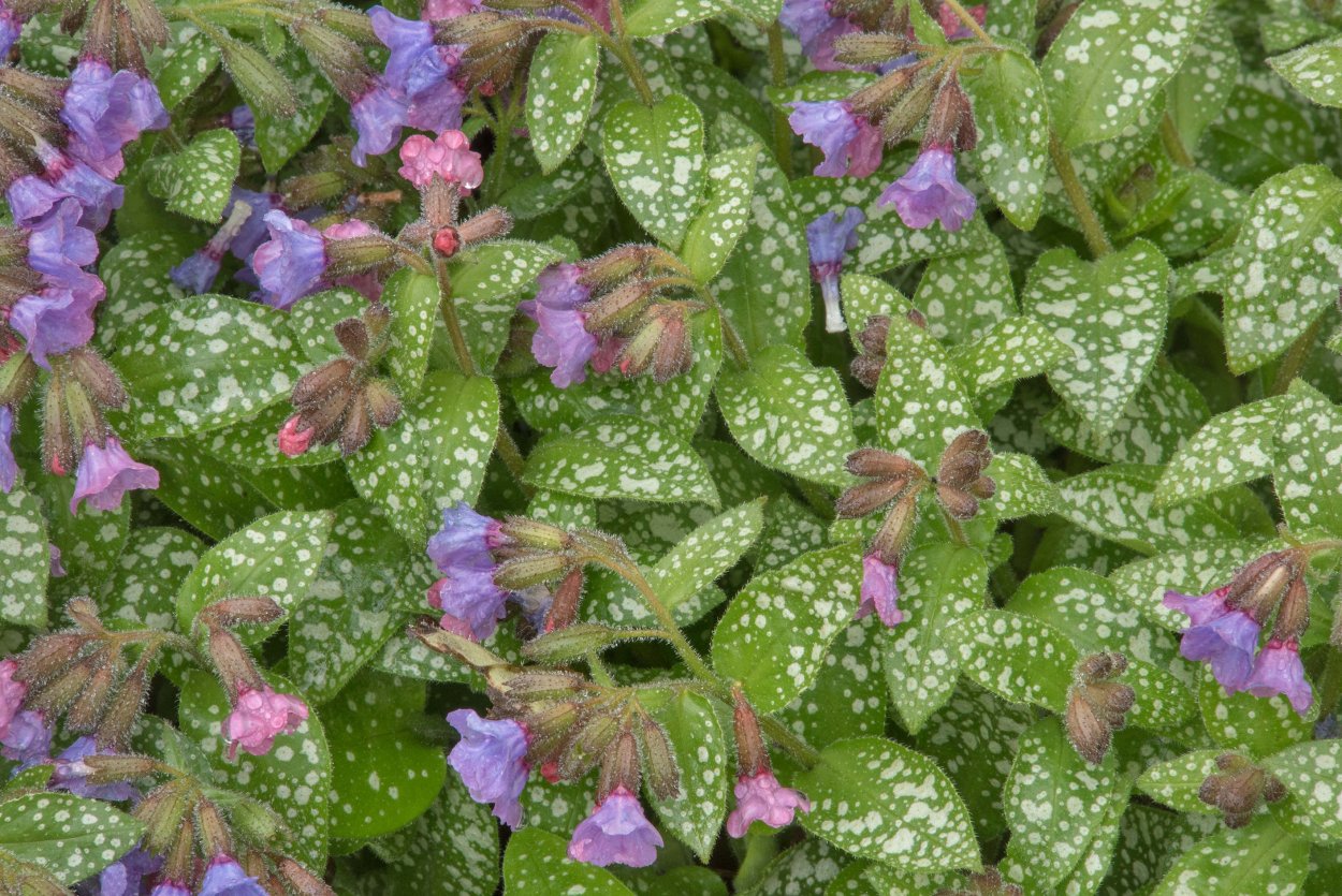 Яснотка пятнистая "Бикон Силвер"