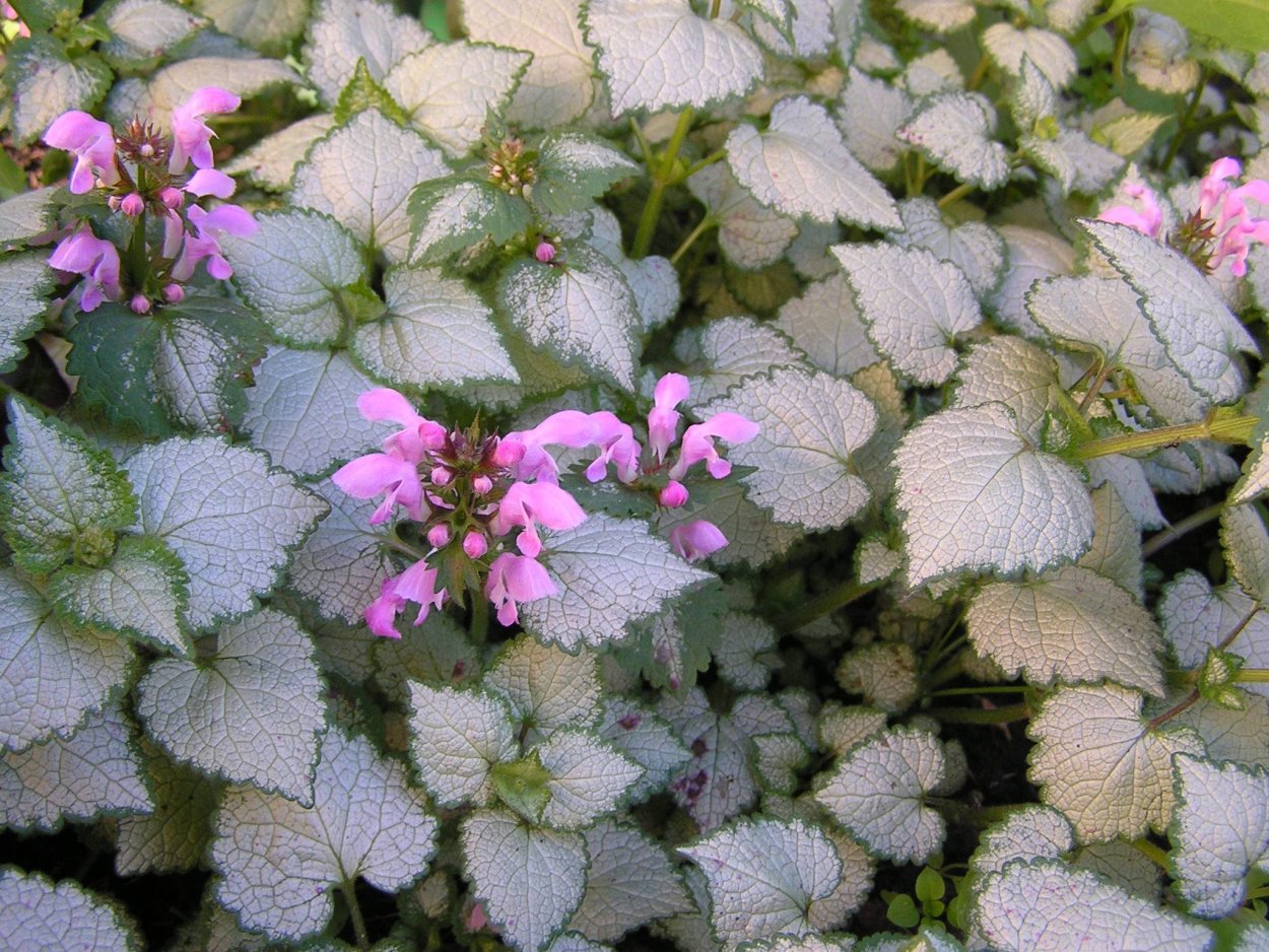 Яснотка крапчатая