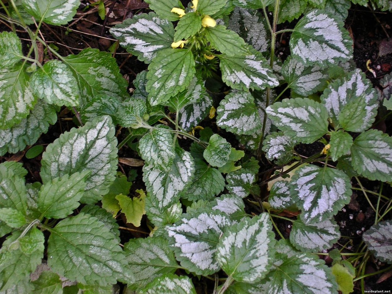 Яснотка крапчатая Зеленчук