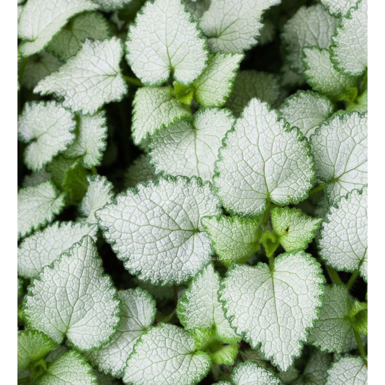 Яснотка пятнистая 'White Nancy'