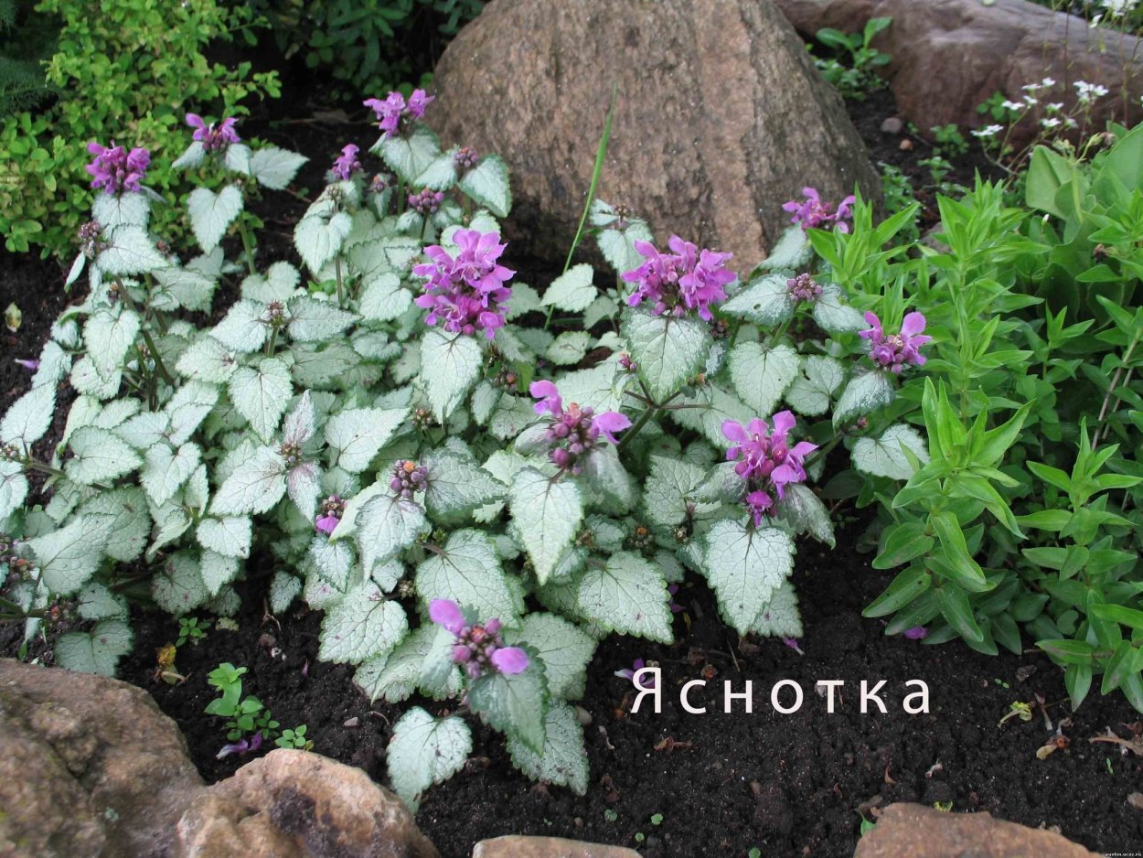 Яснотка ползучая