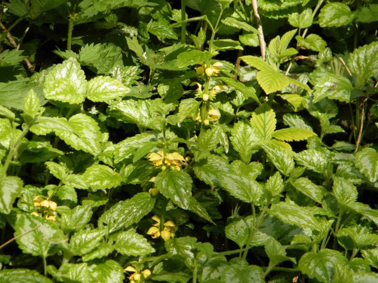 Яснотка Lamium (Lamiastrum, galeobdolon) сем. Губоцветные растение цветок