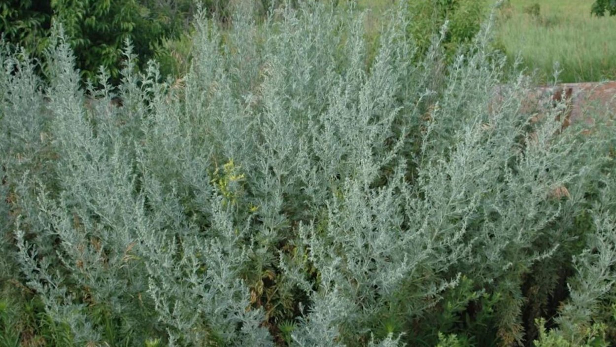 Полынь поникающая