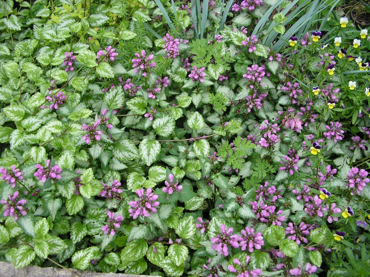 Яснотка крапчатая