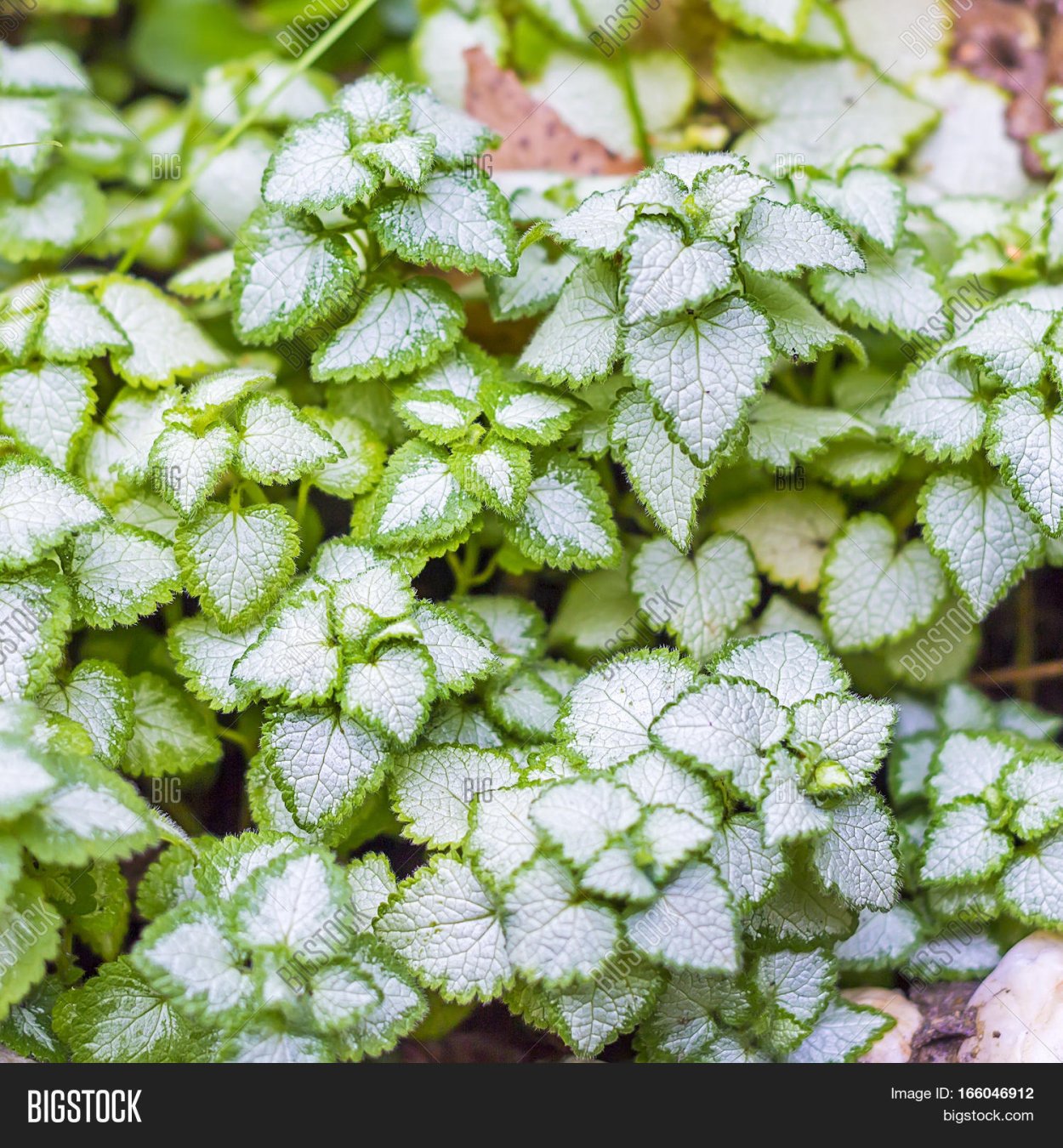 Яснотка пятнистая 'White Nancy'