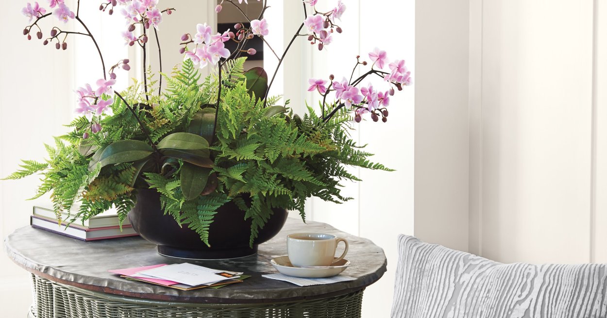 Композиции из комнатных растений