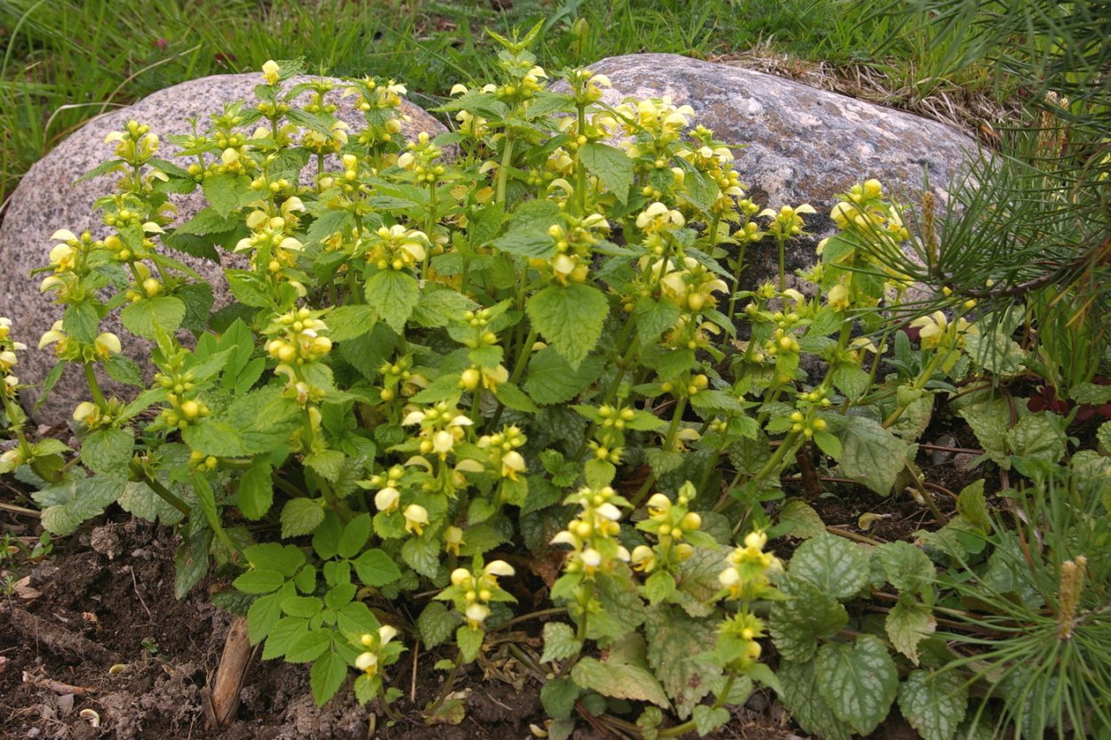 Яснотка зеленчуковая