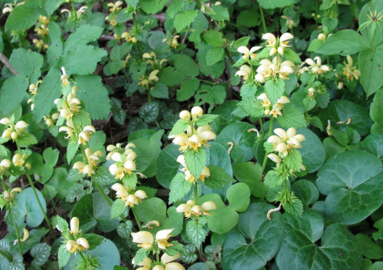 Яснотка зеленчуковая Florentinum