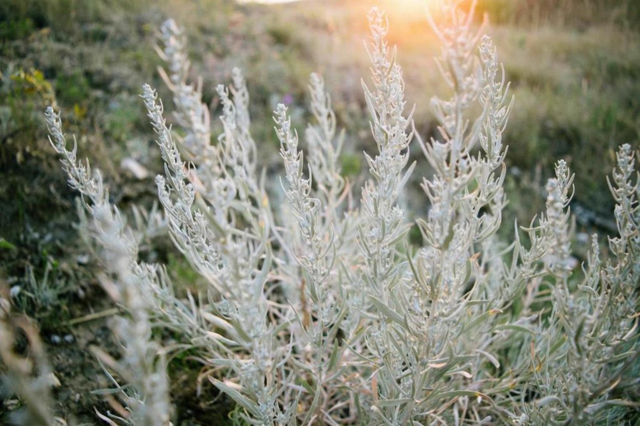 Полынь Artemisia maritima