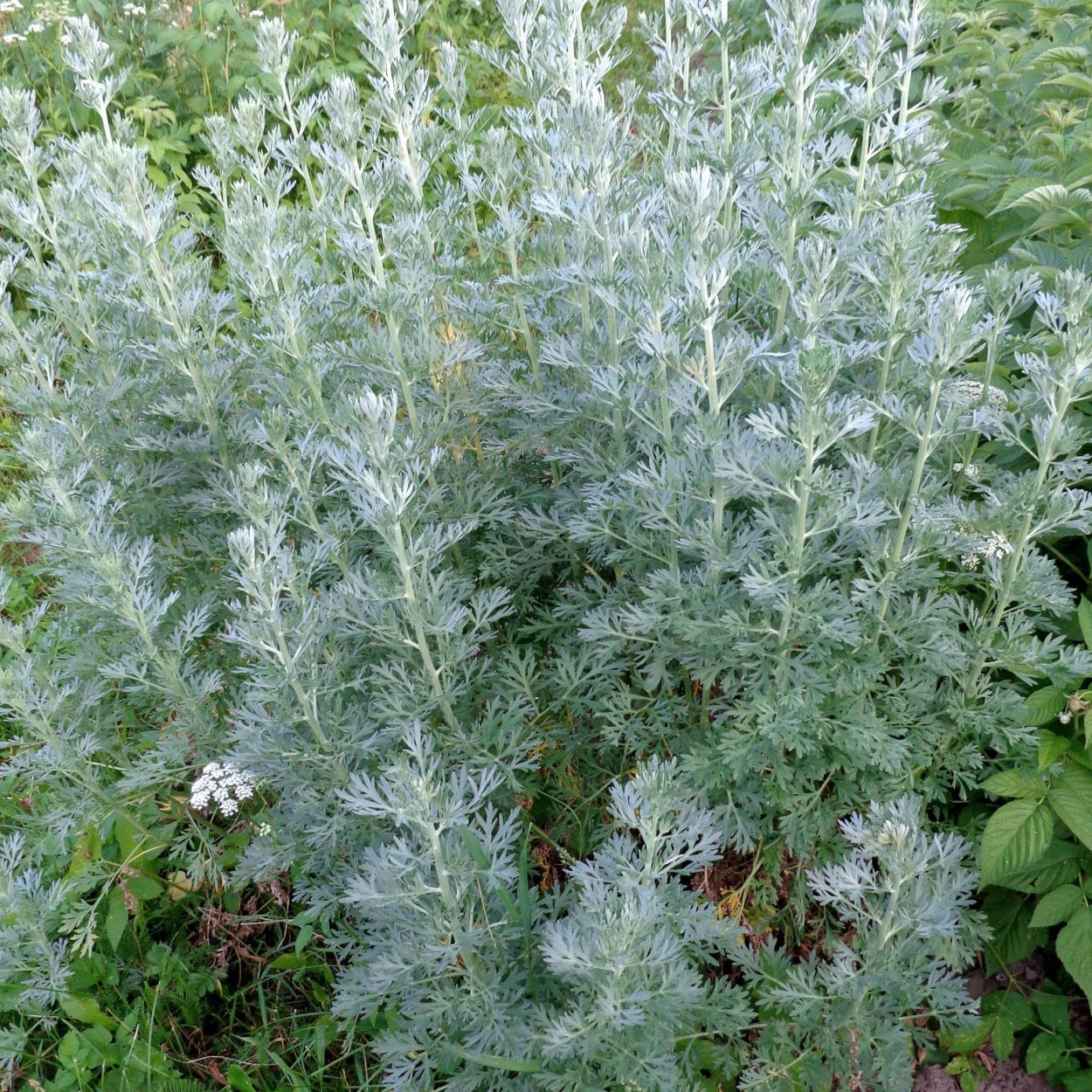 Полынь горькая