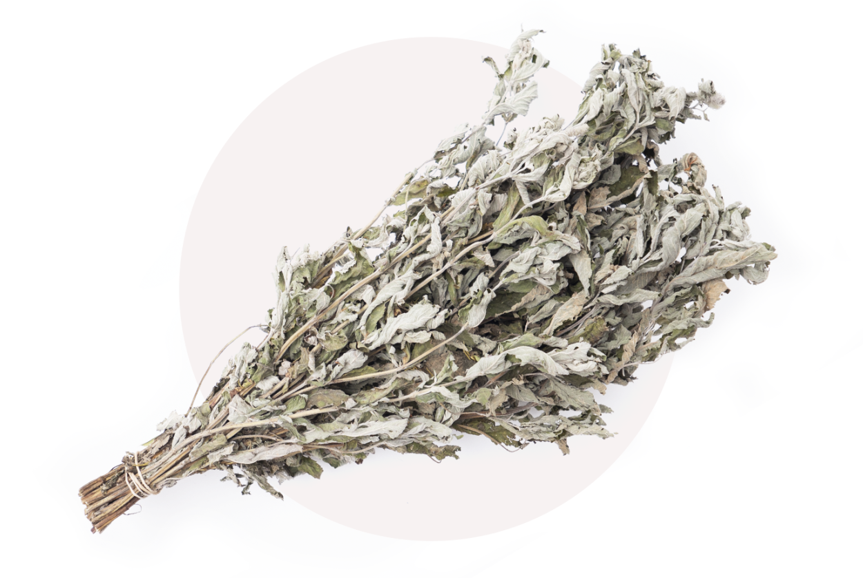 Полынь горькая