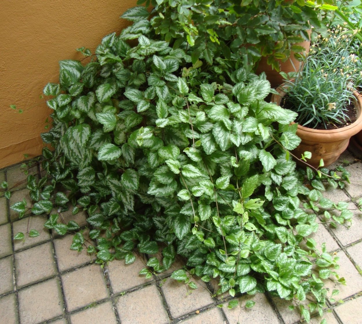 Яснотка почвопокровная