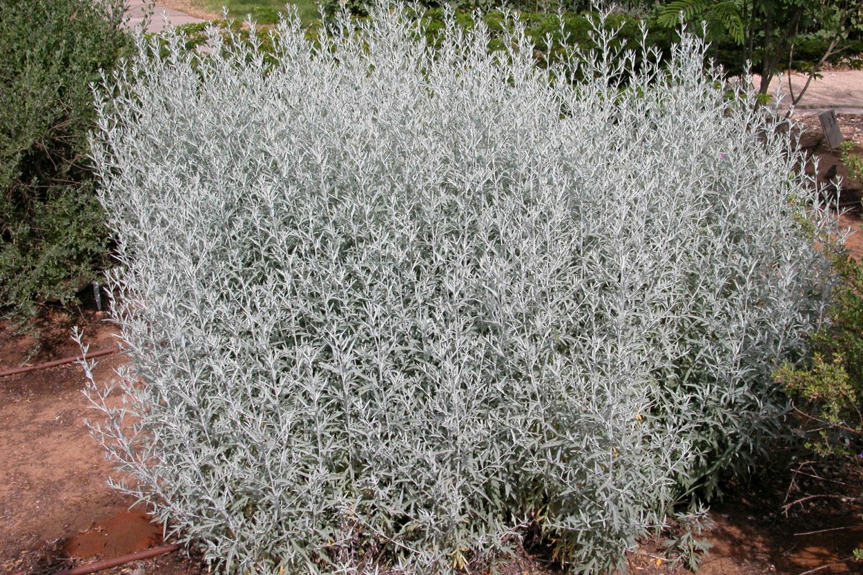 Полынь горькая (Artemisia absinthium)
