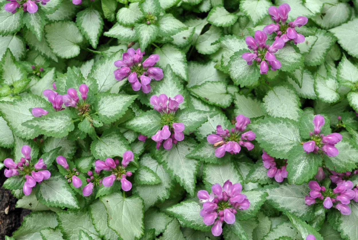 Яснотка пурпуровая