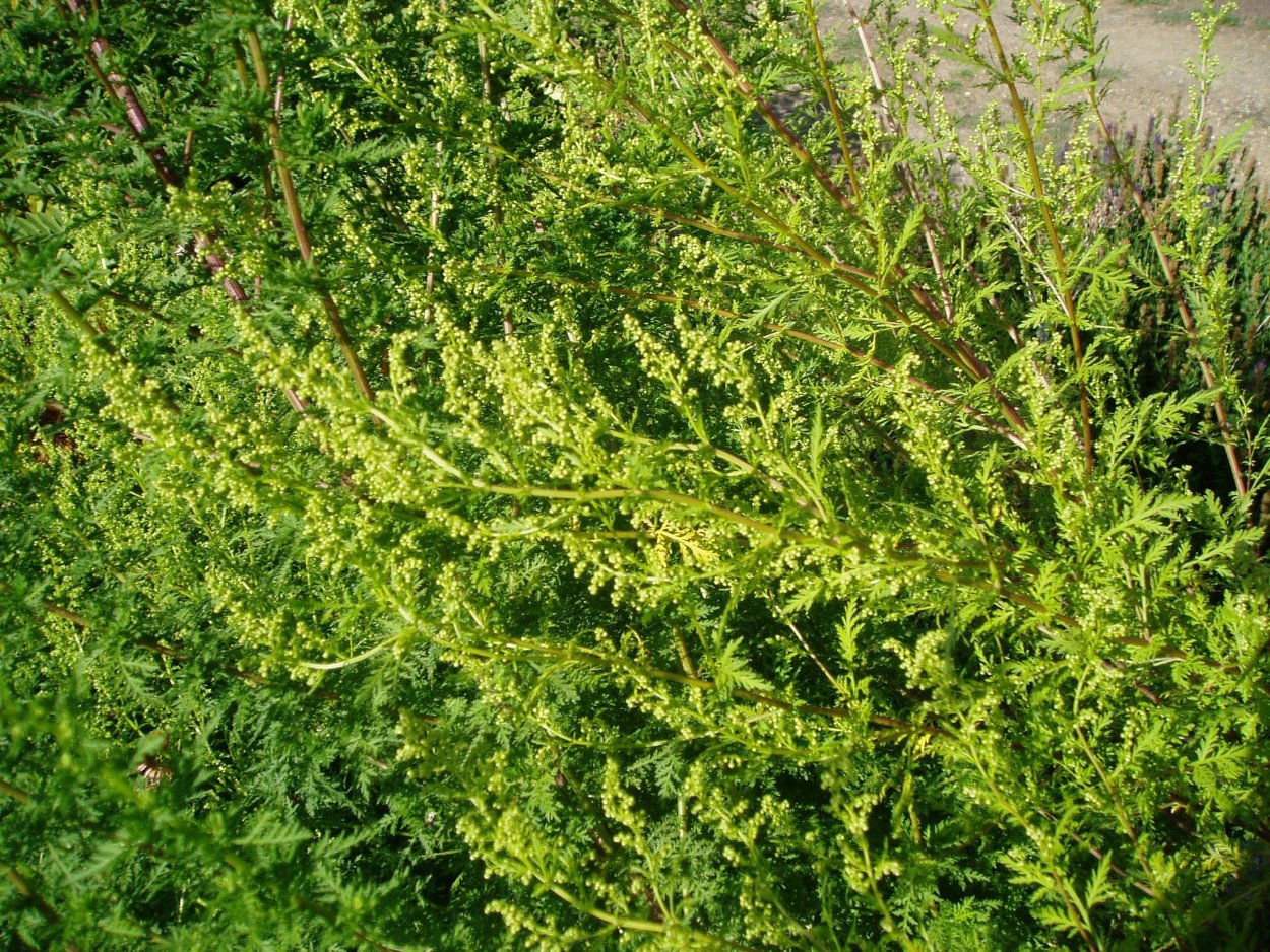 Пижма обыкновенная ЛРС