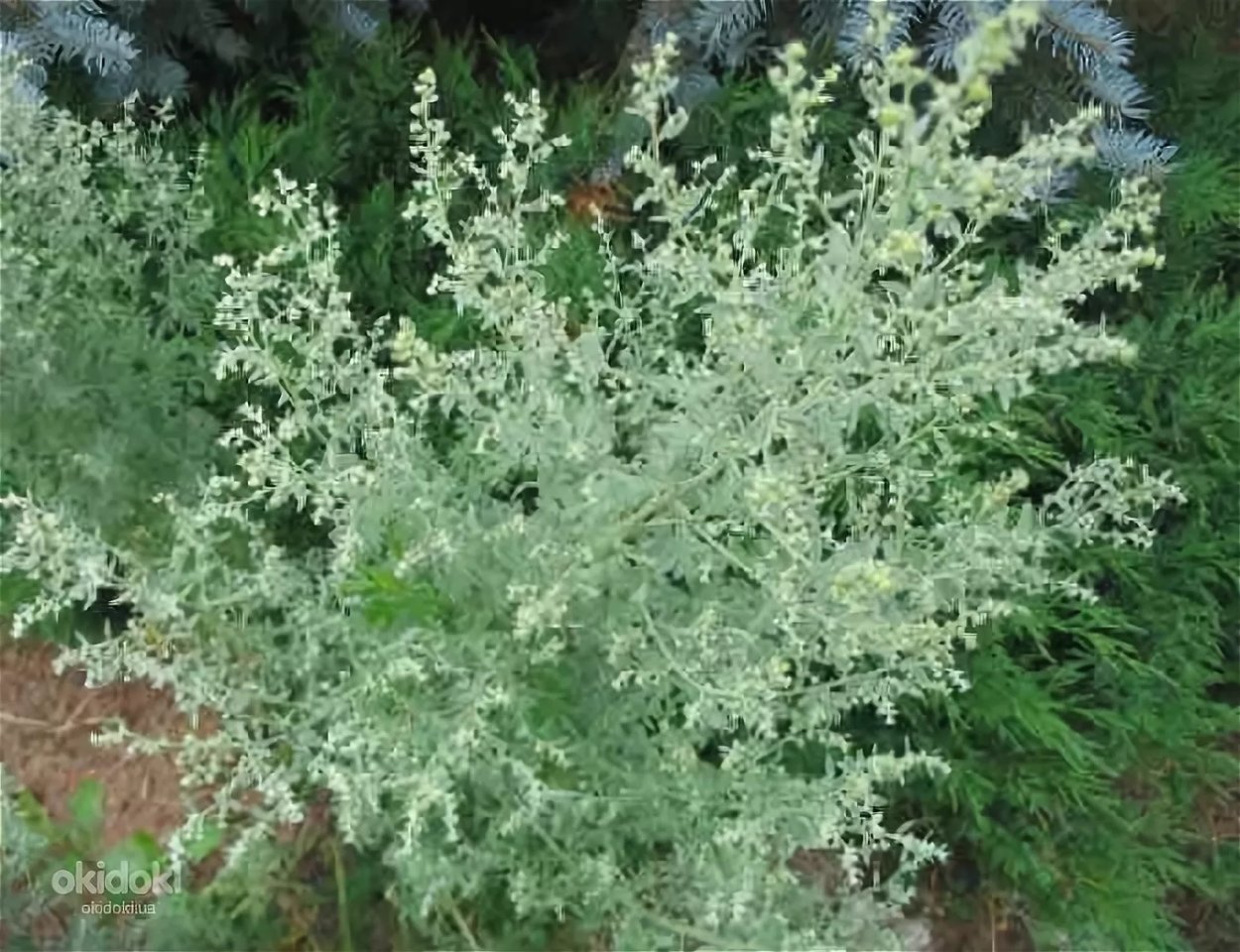 Полынь горькая (Artemisia absinthium)