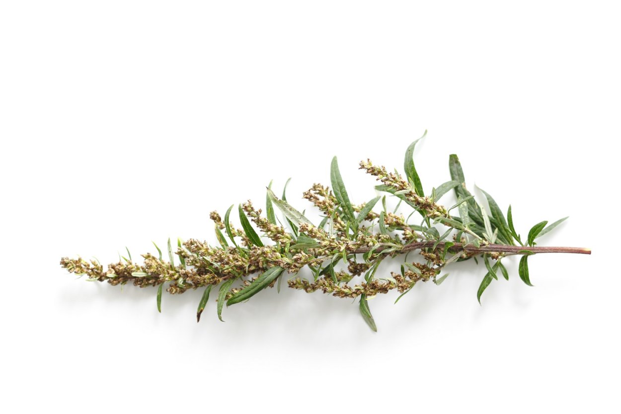 Полынь Казахстанская