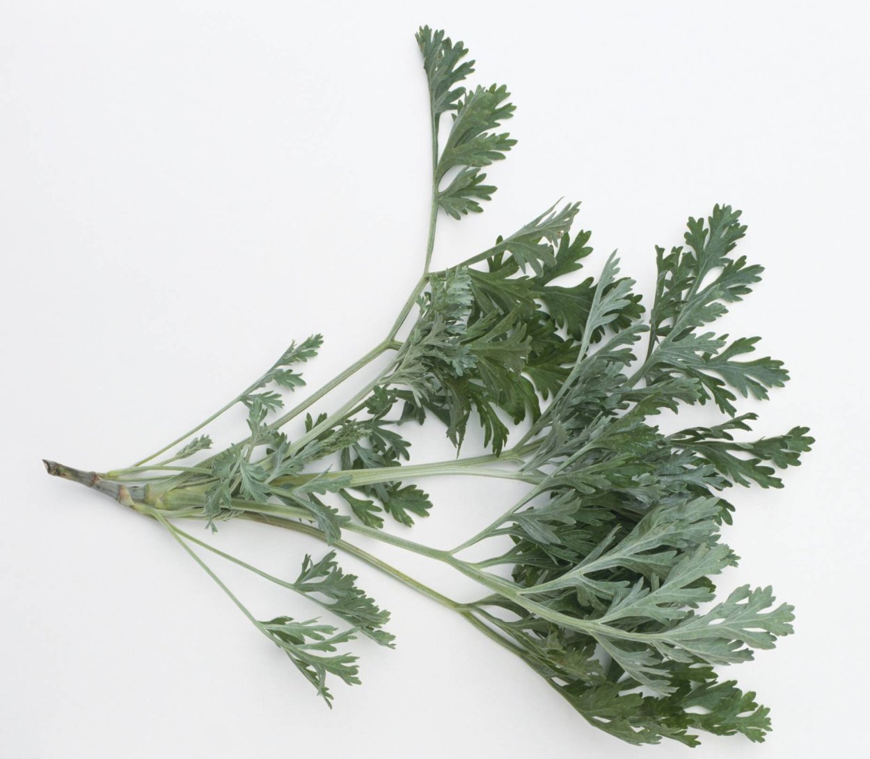 Полынь для ног