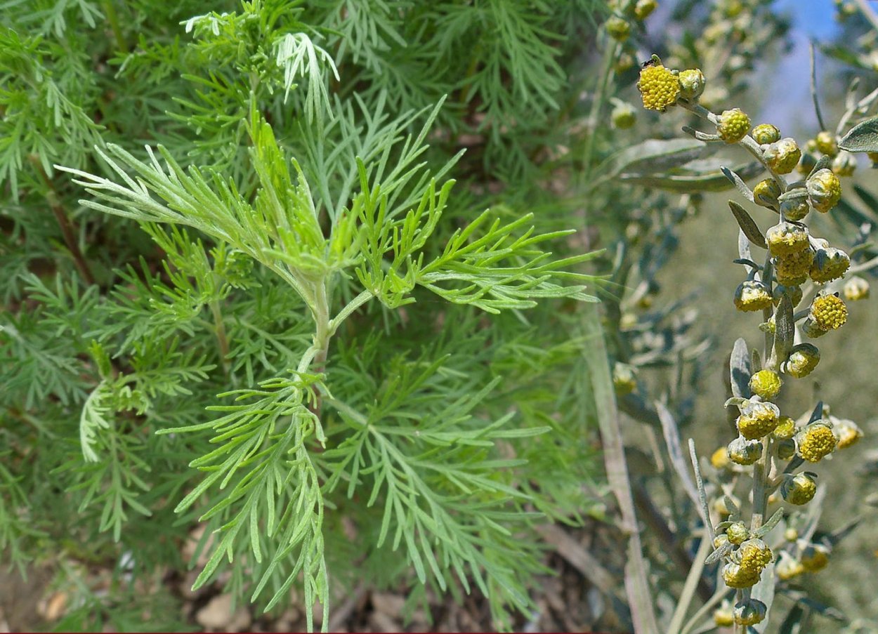 Лечебные травы от паразитов