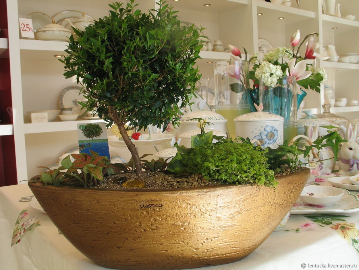 Спатифиллум + фиттония + хамедорея + Хедера