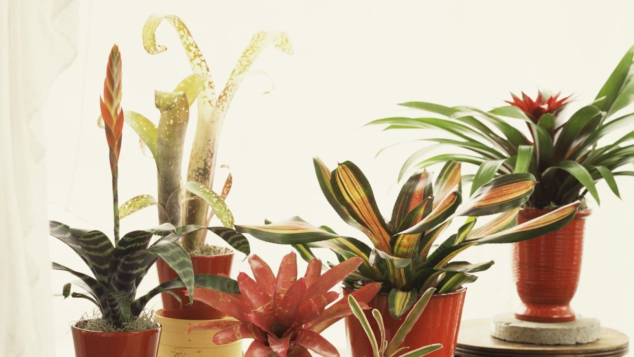 Композиции комнатных растений