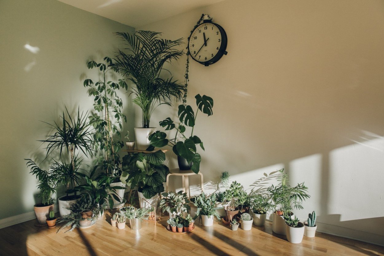 Композиции из горшечных цветов в ванной