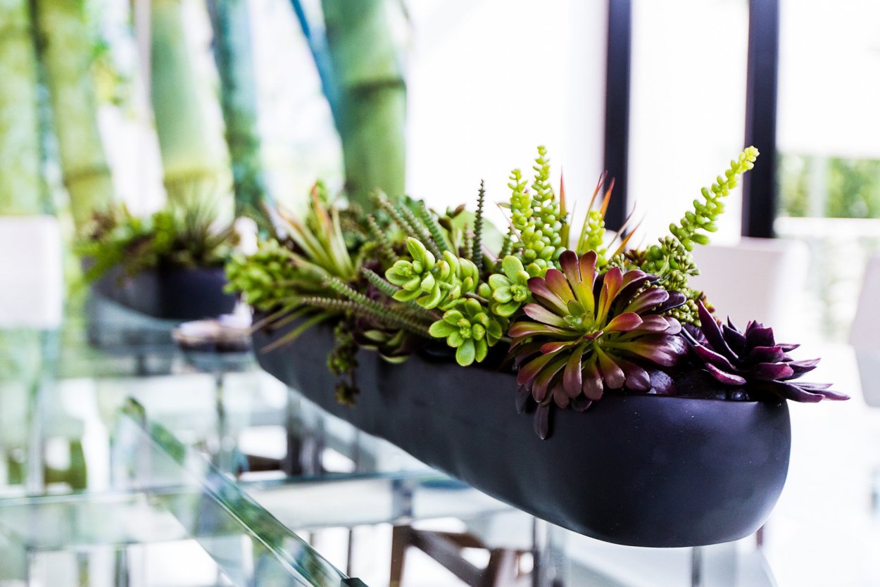 Композиции из комнатных растений