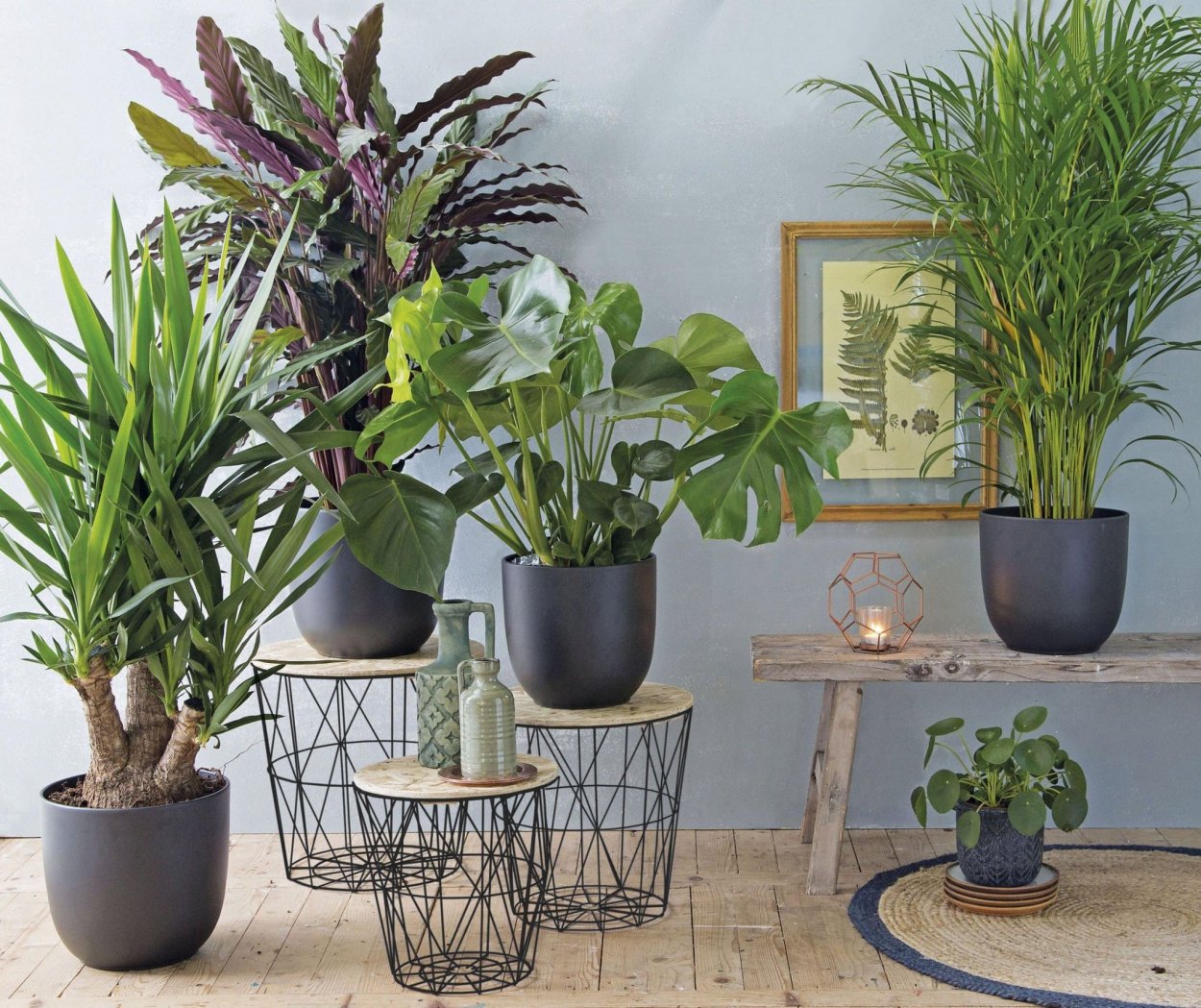 Композиции для озеленения интерьеров