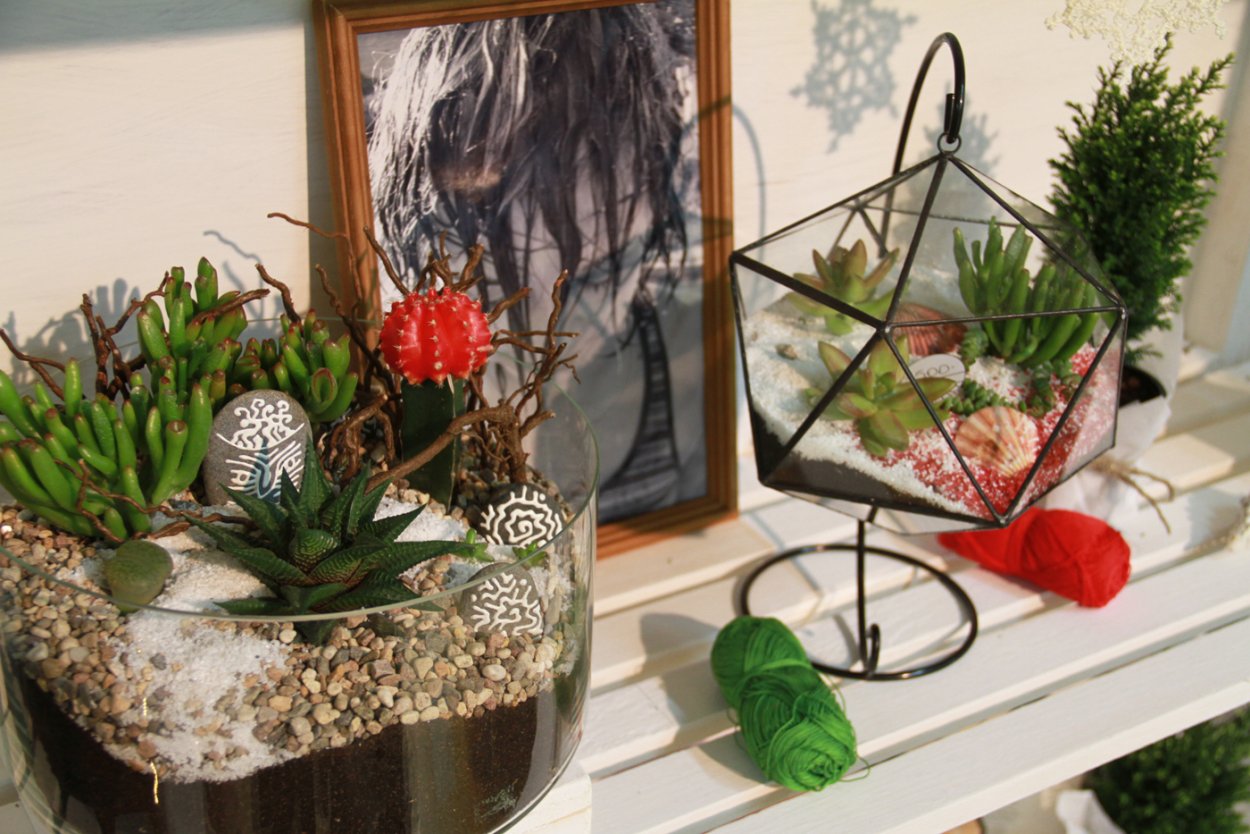 Суккулент Гарденинг