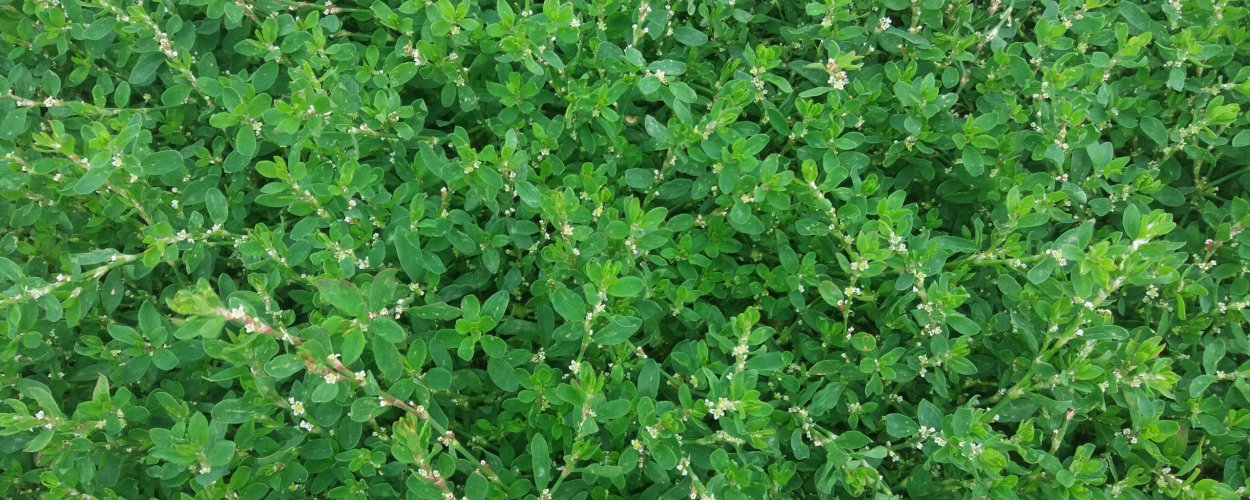 Спорыш полевой