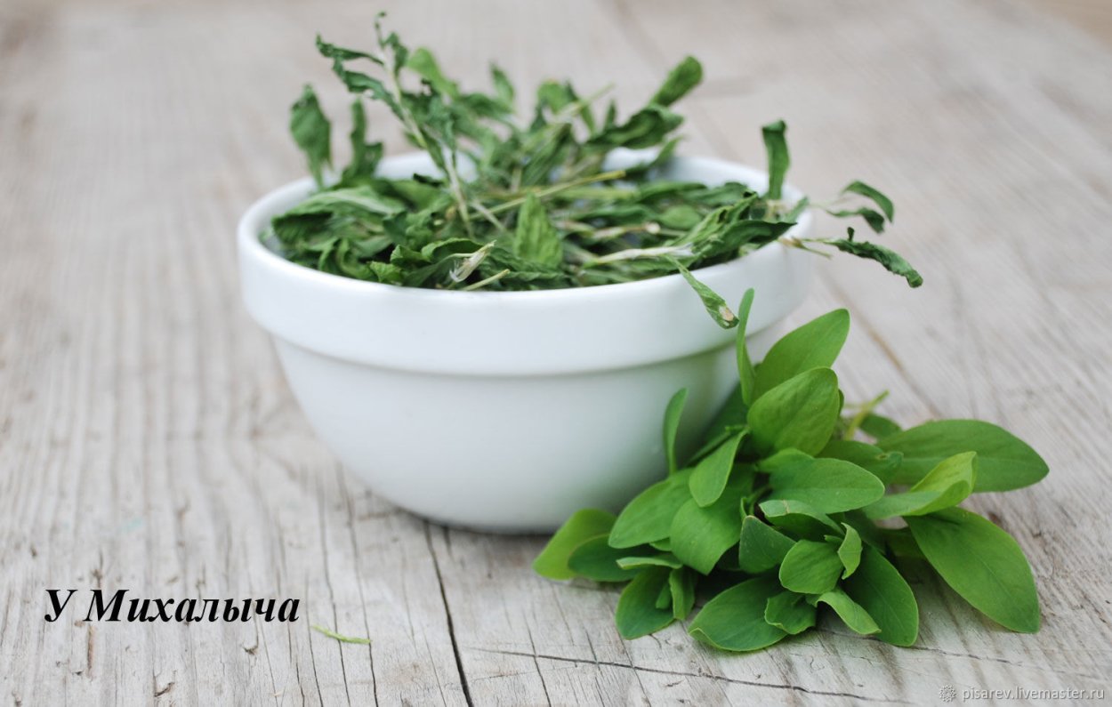 Горец птичий