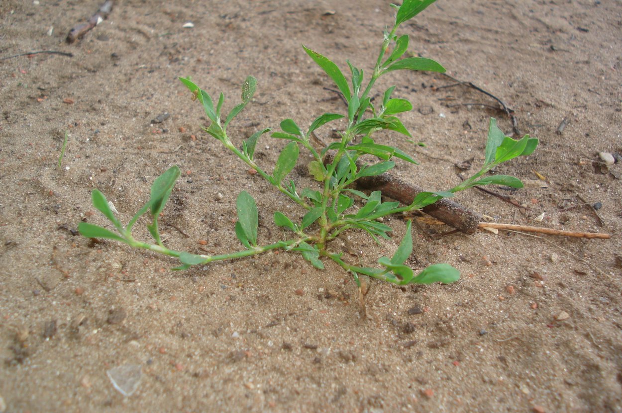 Гусиная трава спорыш