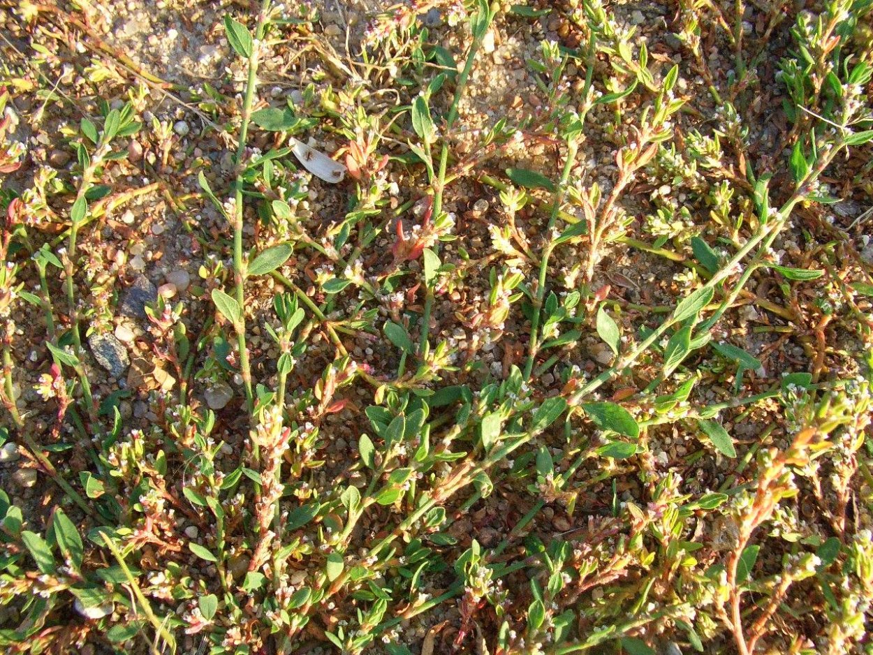 Горец птичий спорыш трава 50г