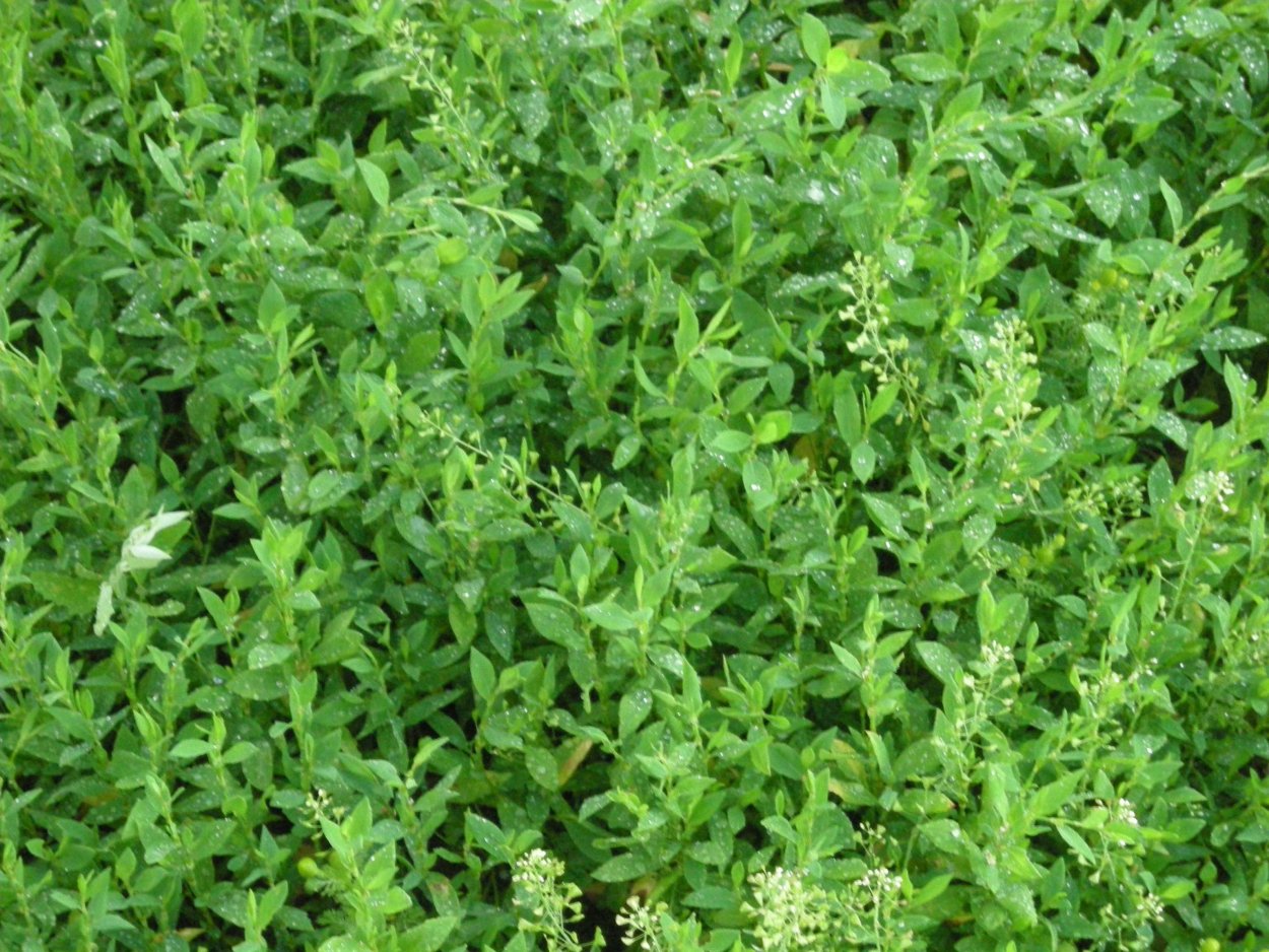 Трава мурава спорыш