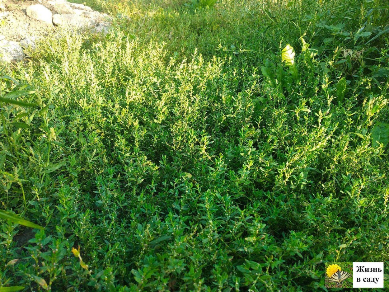 Птичья гречишка сорняк