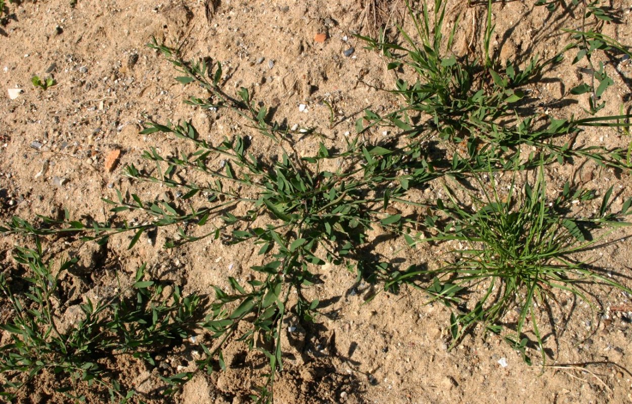 Спорыш трава