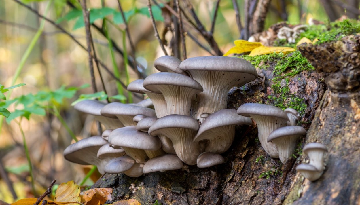 Вешенка обыкновенная (Pleurotus ostreatus)