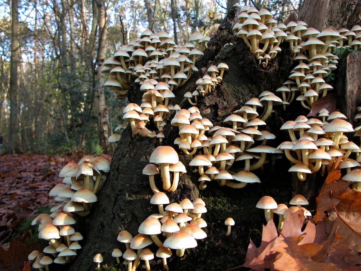 Грибы вешенки Лесные