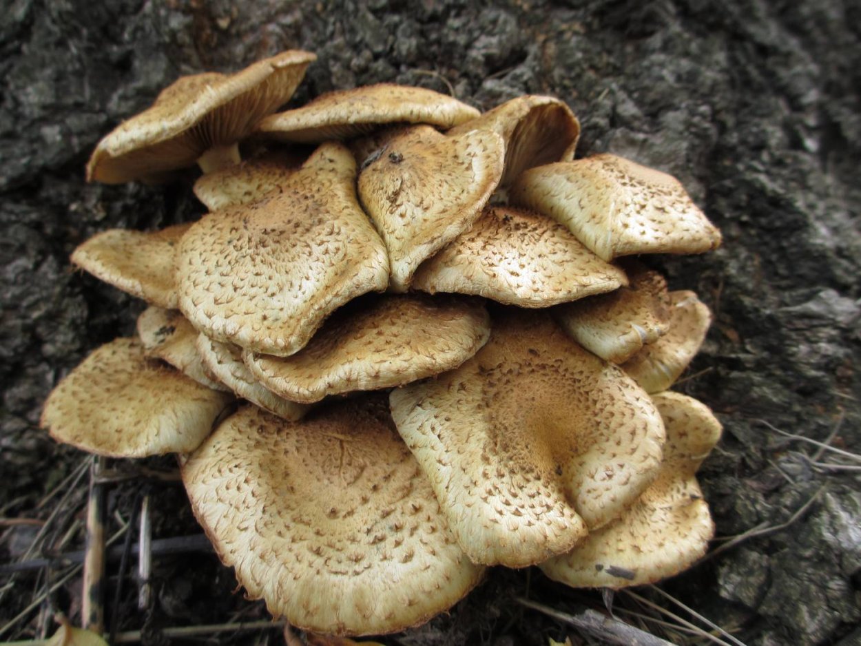 Вешенка белая Лесная