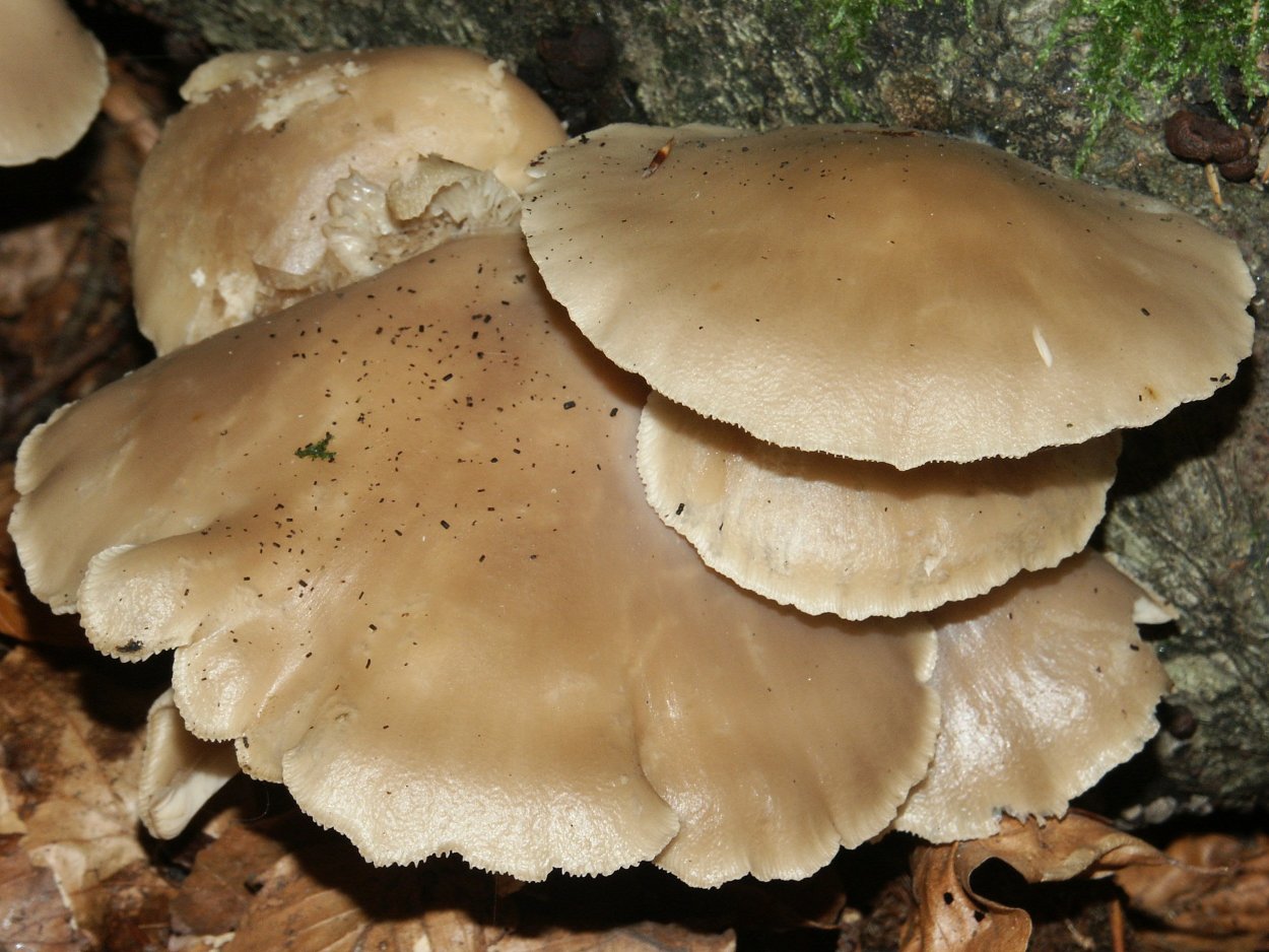 Вешенка обыкновенная (Pleurotus ostreatus)