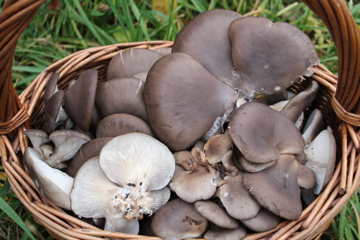 Вешенка Лесная ложная