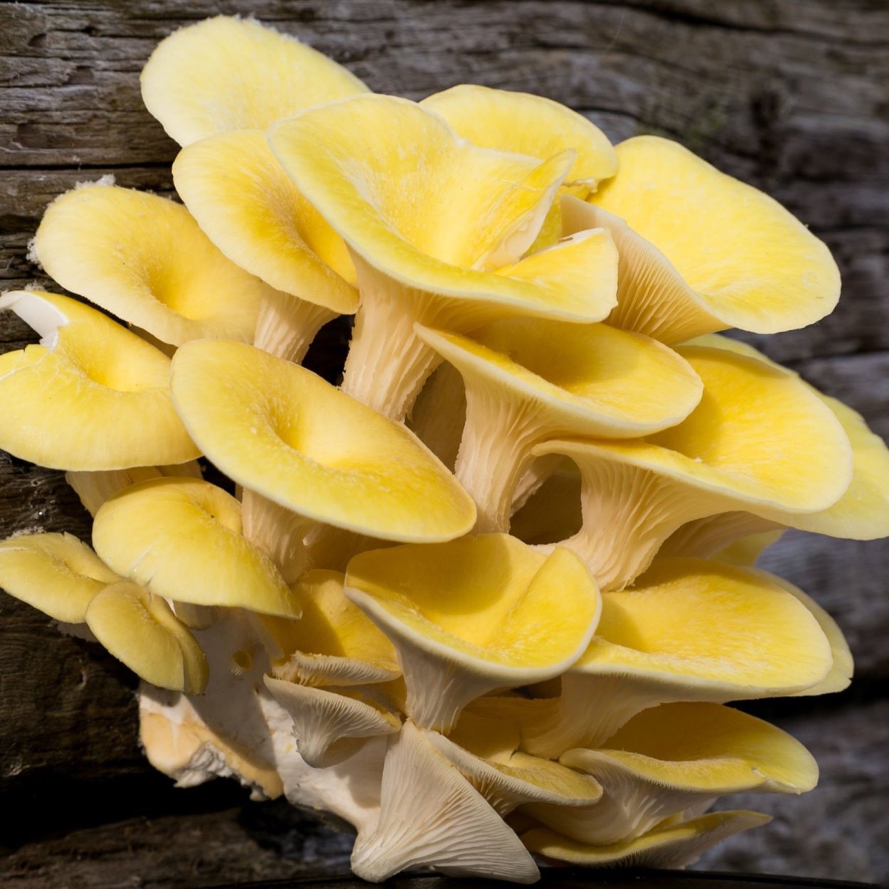 Вешенка обыкновенная (Pleurotus ostreatus)
