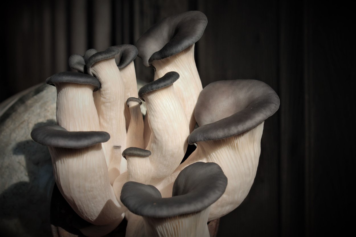 Вешенка Pleurotus ostreatus