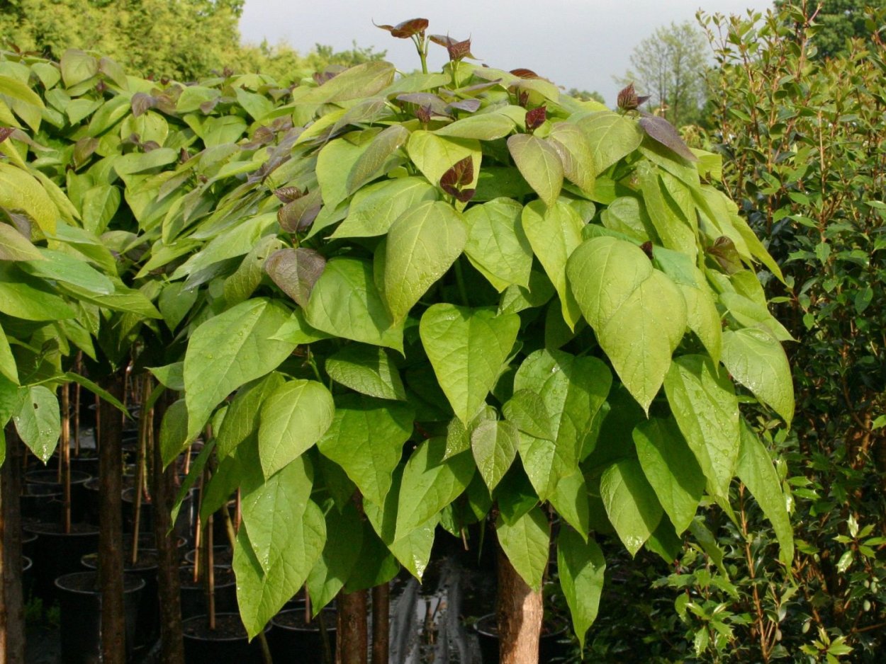 Катальпа пурпурная