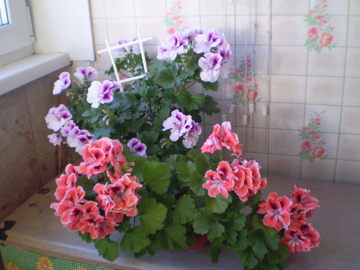 Пеларгония ангел Mosquitaway Eva